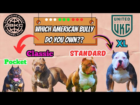 The American Bully &The Different Classes | What You Need To Know!