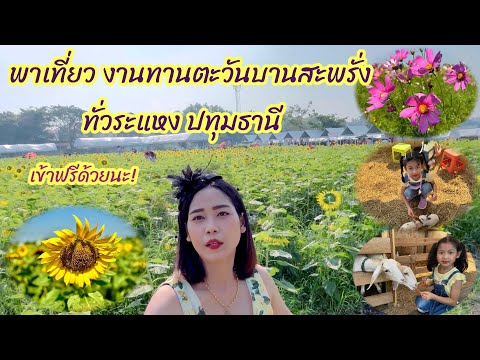 งานทานตะวันบานสะพรั่งทั่วระแหง!! เที่ยวชมส่วนดอกทานตะวันขนาดใหญ่ ณ ลาดหลุมแก้ว ปทุมธานี