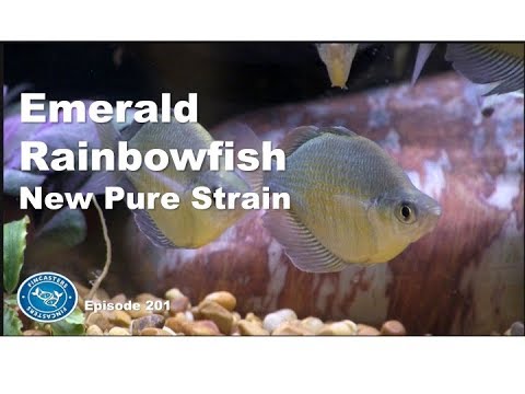 emerald rainbowfish glossolepis wanamensis