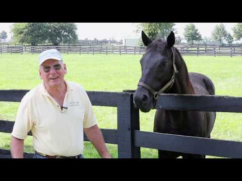 Old Friends Virtual Tour - Sarava