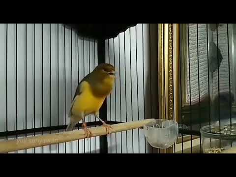 Best Canary Singing - Your canary will sing in 8 minutes