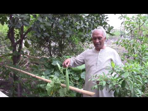 Mridul displays the first jack fruit in garden on 15 July 2014