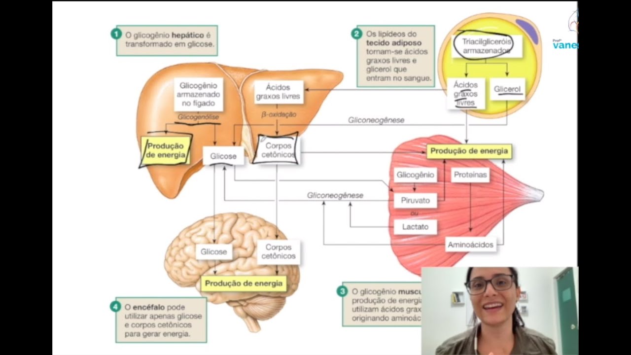 Entenda a importância do fígado no metabolismo energético!