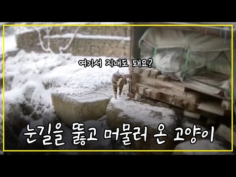 눈 오는 날 길고양이들은 어떻게 지낼까? (CCTV)