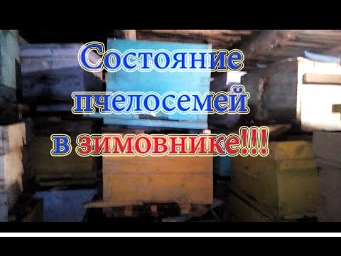 СОСТОЯНИЕ БАКФАСТА И КАРНИКИ, ЧЕРЕЗ СУТКИ ПОСЛЕ ПОСТАНОВКИ В ЗИМОВНИК🔥🔥🔥