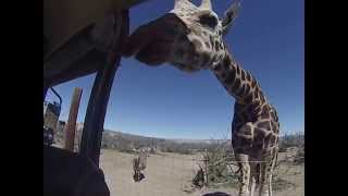 preview picture of video 'Giraffe kisses Driver & Dan at Out of Africa wildlife park 03/09/2014'