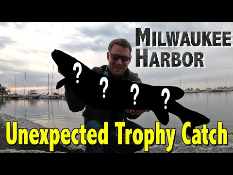 Caught this Monster while Fishing Milwaukee Harbor McKinley Marina
