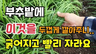 부추밭에 이것을 두껍게 깔아줬더니 풀안나오고 부추가 굵어지고 빨리자라요 부추키우기 부추밑거름웃거름주는법