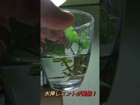 フィールドミント 植物