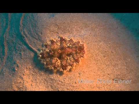 Kronen-Samtfisch & Sternschnecke Miamira , Coral Garden,Ägypten