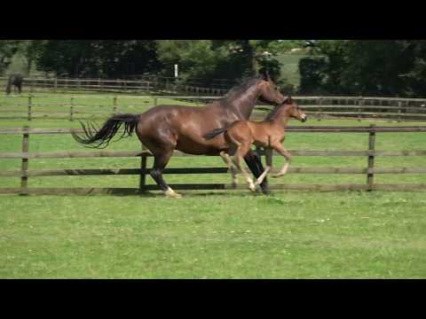 Star Attraction: Sir Donnerhall x Rosenburg colt foal