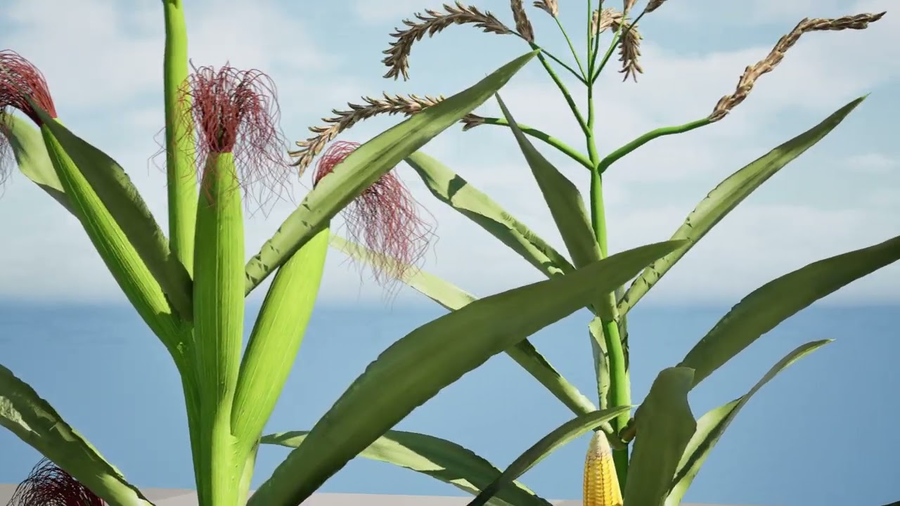 North American Corn plants 3D Model