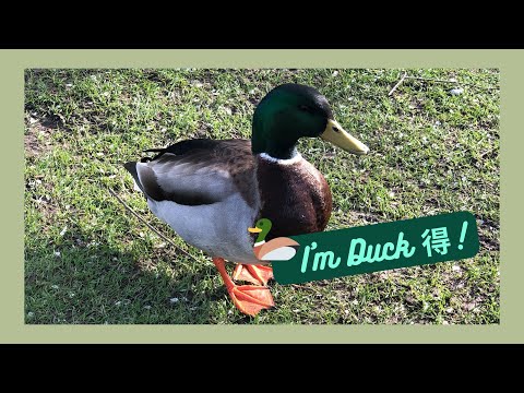 英國🇬🇧Duck得