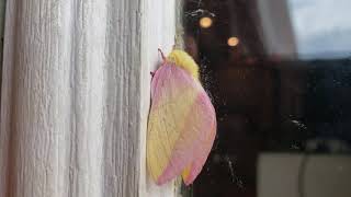 Beautiful rosey maple moth chilling on my door