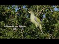 African Green Pigeon call