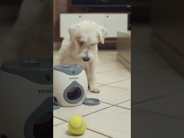 Vídeo relacionado con Paquete de 3 bolas chirriantes para perro, Juguete Regalos para Perros, Ruff Ruff, 6,5 cm de diámetro