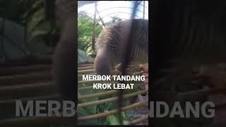 Download lagu Perkutut Gacor Kerot -Merbok Tandang Derak LEBAT - Mikat Perkutut Merbuk mp3 Download lagu Perkutut Gacor Kerot -Merbok Tandang Derak LEBAT - Mikat Perkutut Merbuk mp3