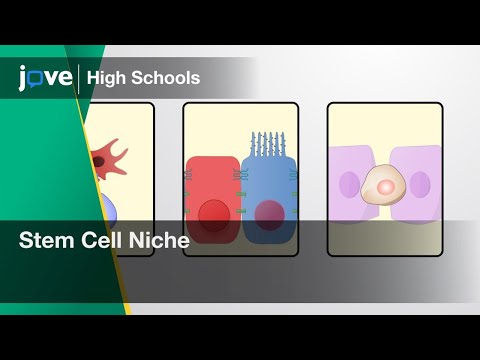 Stem Cell Niche | Cell Bio | Video Textbooks - Preview