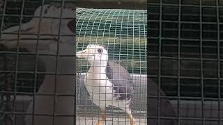 Download lagu Suara burung ruak ruak betina ! mp3