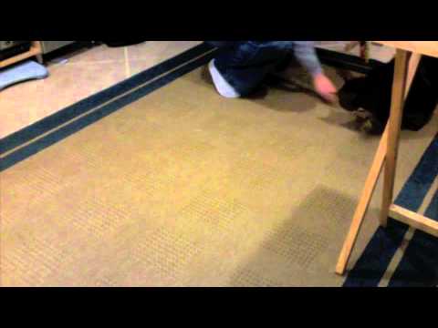 sitara and marinated mice