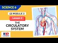 Science 6 Quarter 2 Module 2 Lesson 2 - The Circulatory System