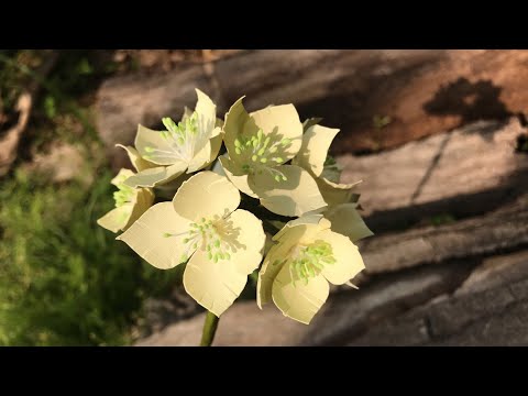 ABC TV | How To Make Filler Paper Flowers #27 - Craft Tutorial