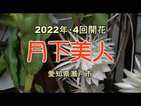 , title : '2022年・4度目に開花「月下美人」愛知県瀬戸市'