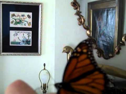 Arik Lerner butterfly (4)