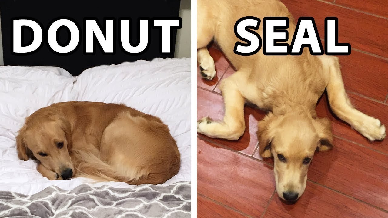 How Much Sleep Golden Retrievers Actually Need Golden Hearts