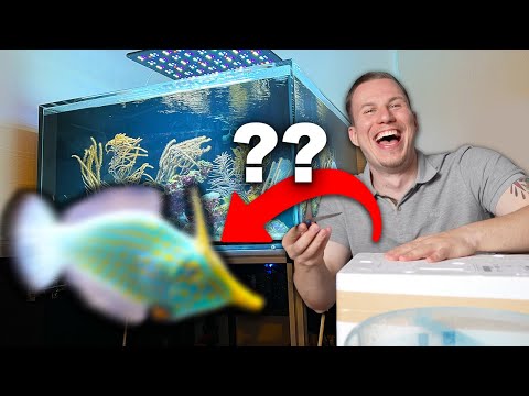 NEUE FISCHE für mein 700 Liter Meerwasseraquarium!!