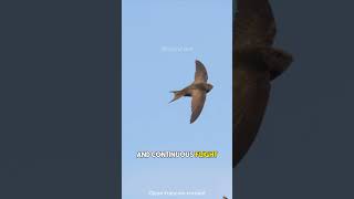 common swift bird | swift bird flying #shorts | Natural Core