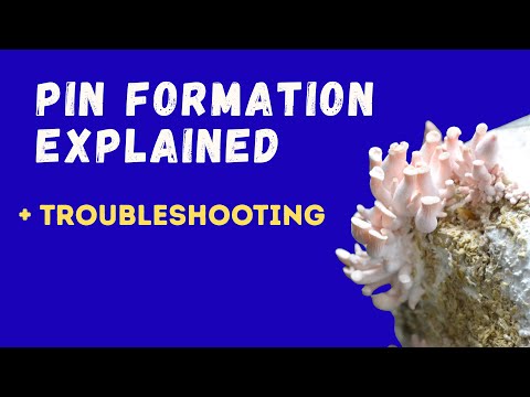 Mushroom Pinning Explained 🍄 How to Fix No Pins | Mushroom Growing 101
