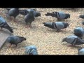 Rock Dove