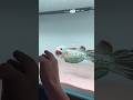 Buat Beli Channa Barca Aja Channa Channabarca Snakehead Ikanpredator Shorts Shortvideo