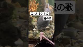 鯉の歌