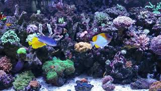 Client's mixed reef. Get a quote thereefoutlet.com