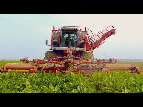 Agrifac Hexa 12 - 12 row sugar beet harvester - Loonbedrijf Damen Terheijden