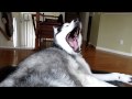 Mishka Says I M Feeling Better After Trip To Vet