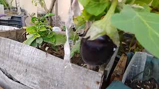 Turtle vine