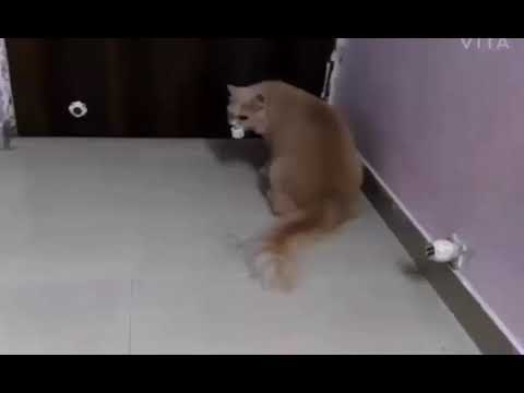 Cat's 😽 playing with plastic ring | Shaikh firdous