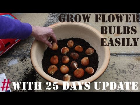 , title : 'How To Grow Gladiolus/Gladioli/Gladiola Bulbs(WITH UPDATES)'