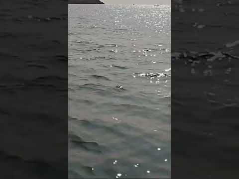 Dimineata la pescuit alaturi de delfini!