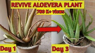 HOW TO | REVIVE A DYING ALOEVERA PLANT ||