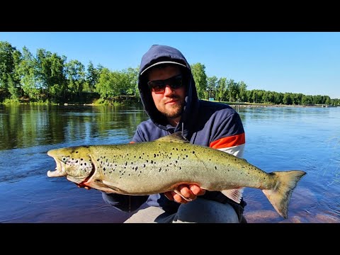 LOHI MIKROJIGILLÄ MERIKOSKESTA - OULUJOKI - OULUN KALAPAIKAT - ORKA MIKROJIGIT