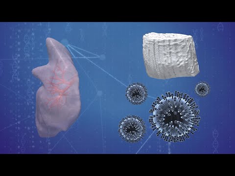 How scientists have transplanted a lab-grown lung into a pig