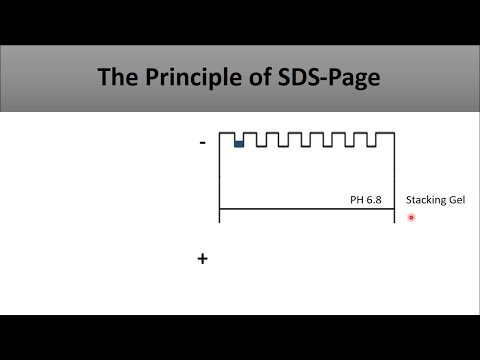 The principle of SDS PAGE-a full and clear explanation of the technique and how does it work
