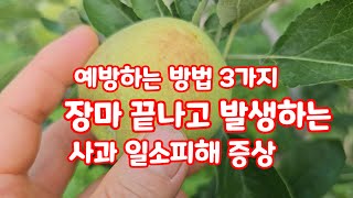사과 일소피해 예방하는방법 3가지 장마 끝나면 발생하는 [사과재배방법]