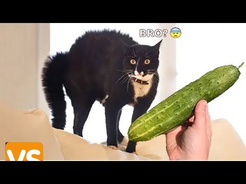 Funny Animal Videos 2022 😂 - Best Cats and Dogs 😸😍---MEOW