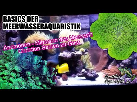 Anemonen - Mimosen des Meeres?!