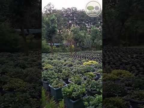 گل رو تو بخر کیفیت رو ما میدیم